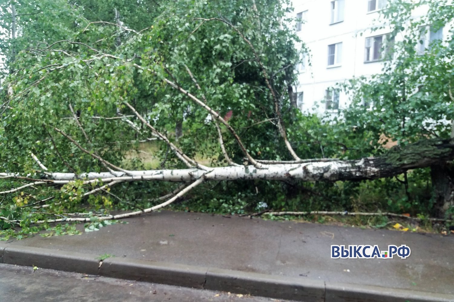 Берёза упала на тротуар в Жуковском